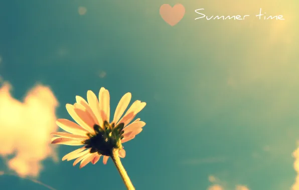 Picture flower, summer, the sky, plant, heart, colours, time of the year, summer flower