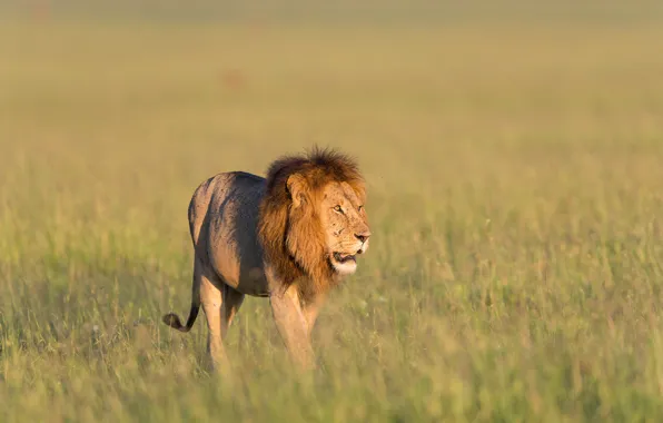 Grass, Leo, grass, lion, Kenya, Kenya, Masai Mara, Masai Mara