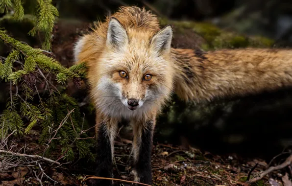 Eyes, look, wool, muzzle, Fox