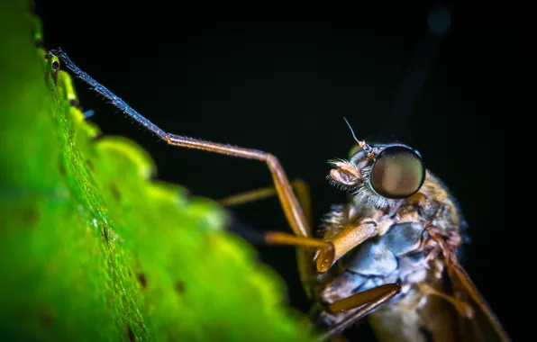 Macro, Plants, Insect, Macro, Insect, Paws, Close-Up, Egor Kamelev