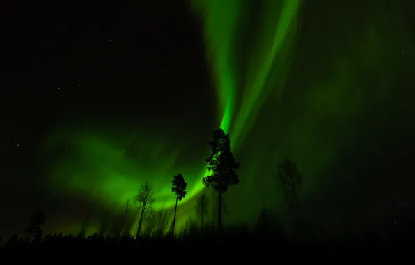 Picture forest, trees, night, Northern lights
