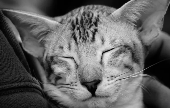 Muzzle, black and white, monochrome, cat, Oriental cat