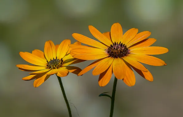 Picture macro, flowers, nature, spring