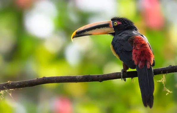Green, background, bird, branch, Toucan, bokeh, red-black