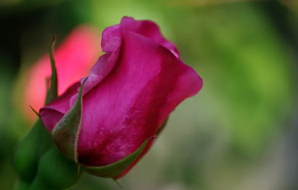 Picture rose, petals, Bud