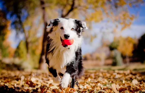 Picture autumn, dog, the ball