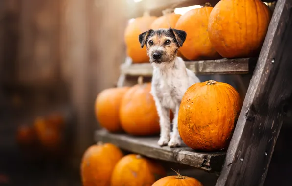 Autumn, dog, harvest, pumpkin