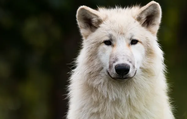 White, look, face, nature, the dark background, wolf, portrait, handsome