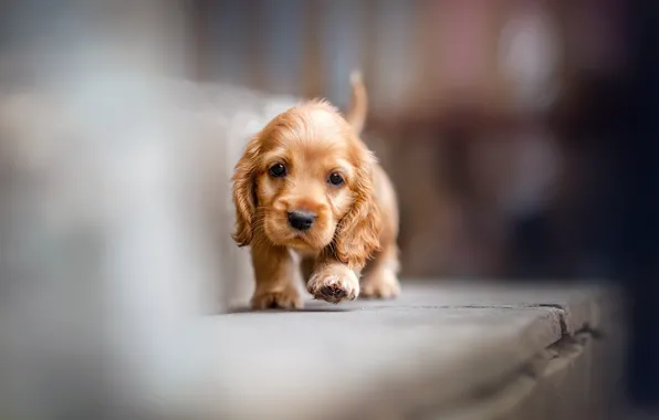 Picture animal, dog, baby, puppy, cub, Cocker Spaniel, Ekaterina Kikot