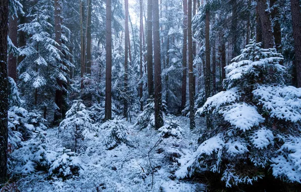 Picture winter, forest, snow, ate, trunk, snowy