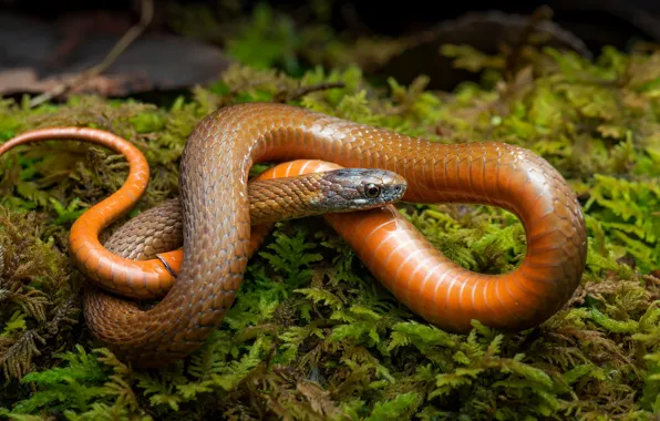 Picture greens, look, orange, pose, moss, snake, red, reptile