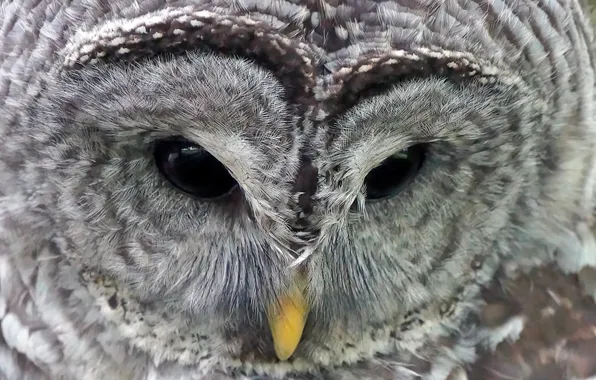 Owl, feathers, beak, views