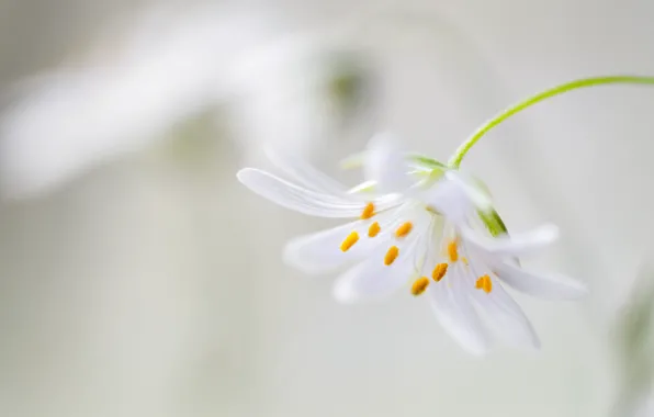 Flower, petals, stem, stamens