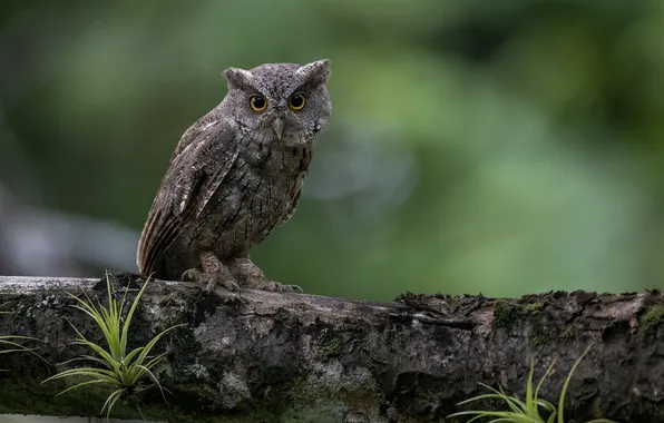 Bird, bokeh, sitting on a tree, Fernando Burgalin Sequeira, Pacific Screech-Owl, Megascops cooper, The scoop
