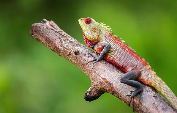 Look, tree, branch, lizard, green background, bitches, reptile, Agama