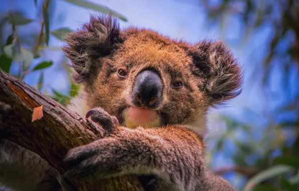 Picture branches, tree, portrait, eucalyptus, Koala, herbivorous marsupials, South Australia, phascolarctos cinereus