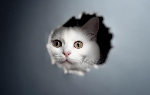 Cat, white, cat, look, box, hole, white, hole