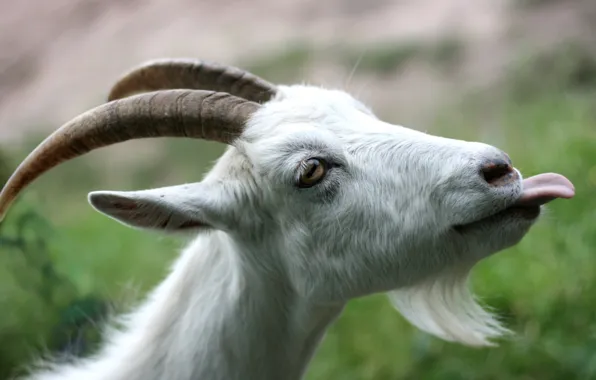 Language, horns, beard, goat