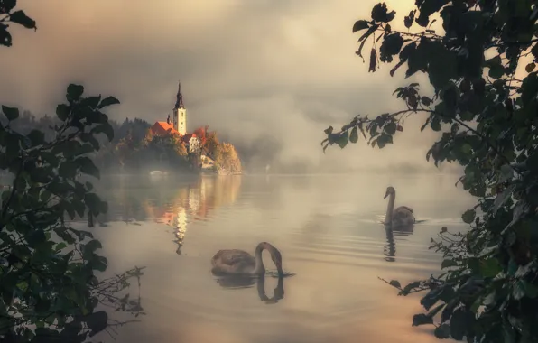 Picture landscape, birds, branches, nature, fog, lake, morning, swans