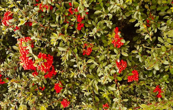 Picture Red, fruit, Krzak