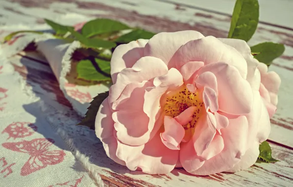 Flower, leaves, light, flowers, pink, Board, rose, roses