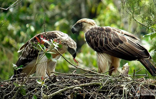 Picture big, birds, Philippine Eagle, .Nesting pair of Philippine Eagle