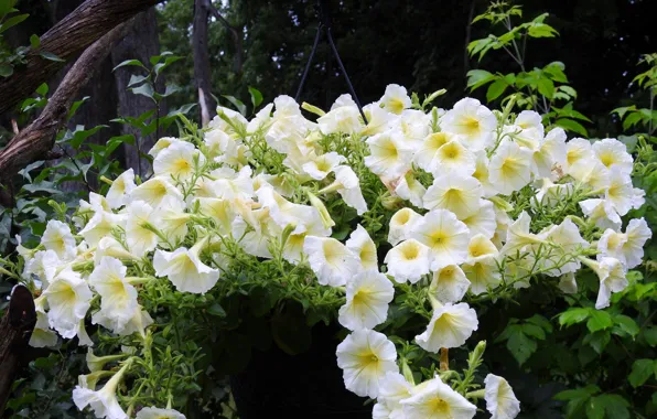 Drops, flowers, after the rain, Petunia