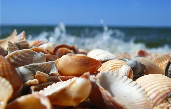Picture water, shell