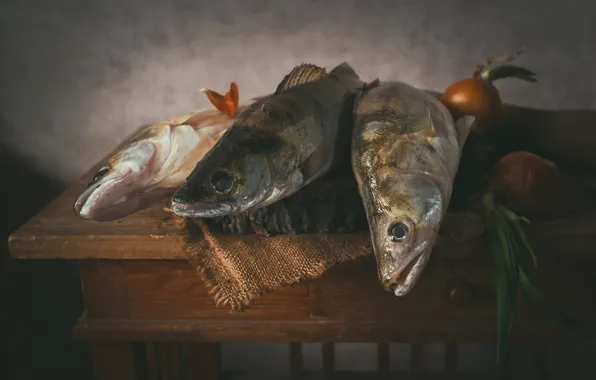 Fish, bow, Sudak, perches