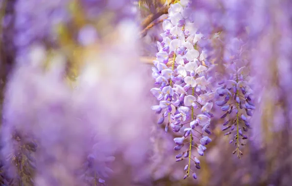 Flowers, background, spring, flowering, lilac, Wisteria, Wisteria