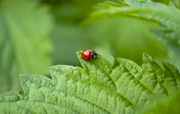 Greens, summer, leaves, macro, ladybug, cow, of God, ladybugs