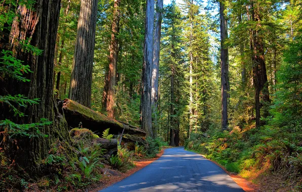 Road, forest, trees, Sunny