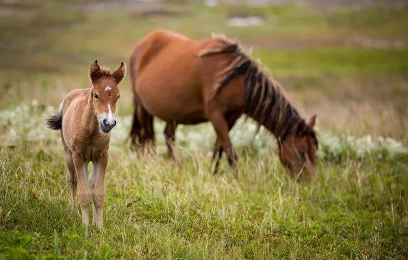 Picture grass, baby, horse, family, pasture, pair, mom, foal