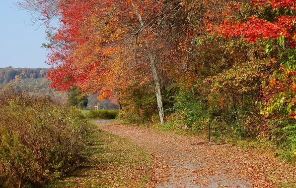Road, autumn, the sky, trees