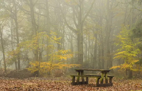 Picture autumn, fog, table, bench