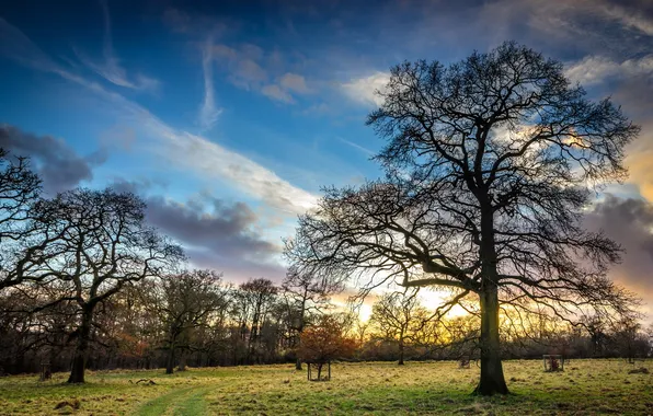 Field, trees, landscape