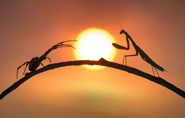 Spider, mantis, silhouettes