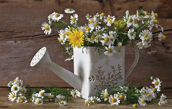 Chamomile, bouquet, lake, dandelions