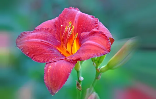 Flowers, nature, paint, petals