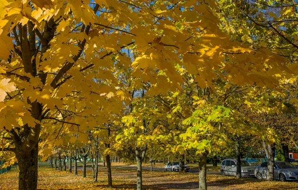 Autumn, nature, the city, Park, October, yellow maple