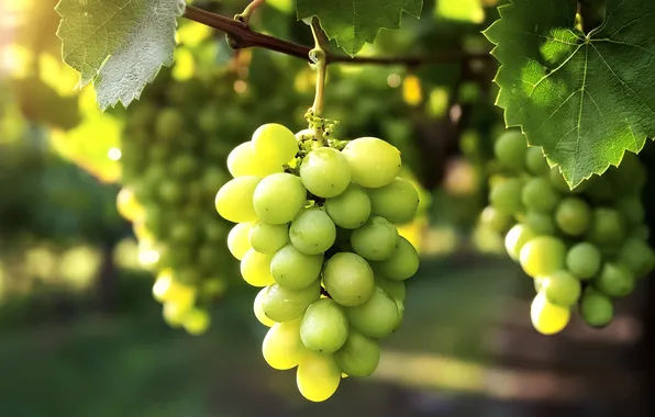 Leaves, light, green, harvest, grapes, vineyard, bokeh, vine