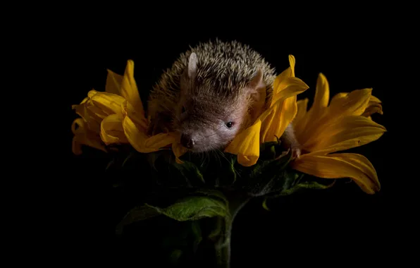 Flower, yellow, sunflower, petals, muzzle, cute, lies, hedgehog