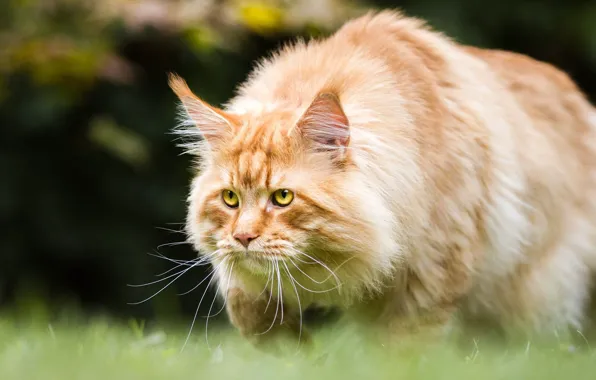 Cat, grass, cat, look, nature, background, red, is