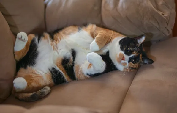 Picture cat, cat, sofa, lies, spotted, collapsed, chubby