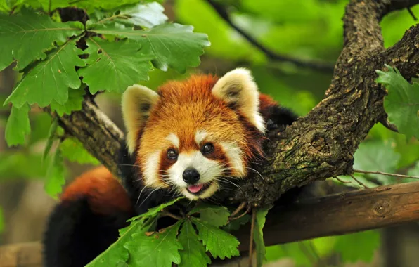 Picture branches, tree, Red, Panda
