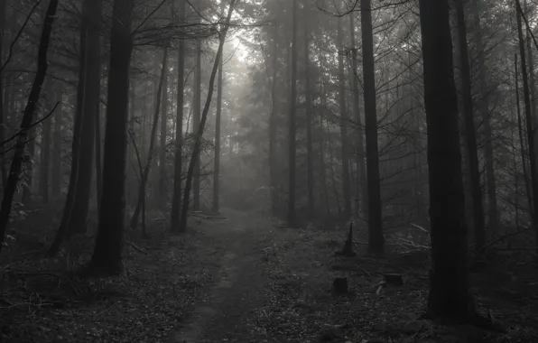 Forest, trees, nature, Germany, black and white, monochrome, path, Germany