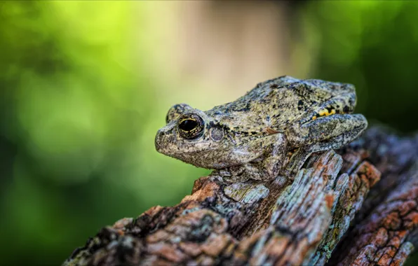 Stump, frog, bokeh