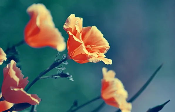 Picture macro, flowers, nature, color, Maki, plants, orange