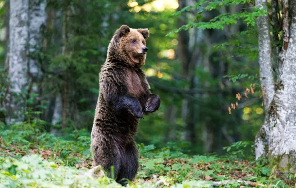 Forest, nature, pose, bear, bear