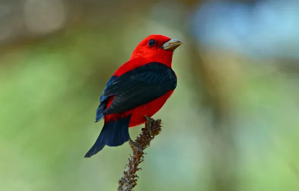 Picture background, bird, stems, Wallpaper from lolita777, Red-black piranha